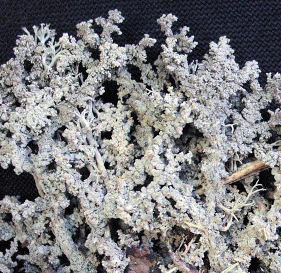 Стереокаулон войлочный