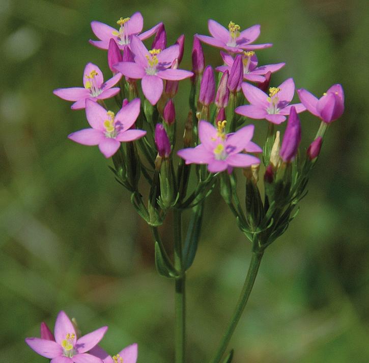 Золототысячник малый