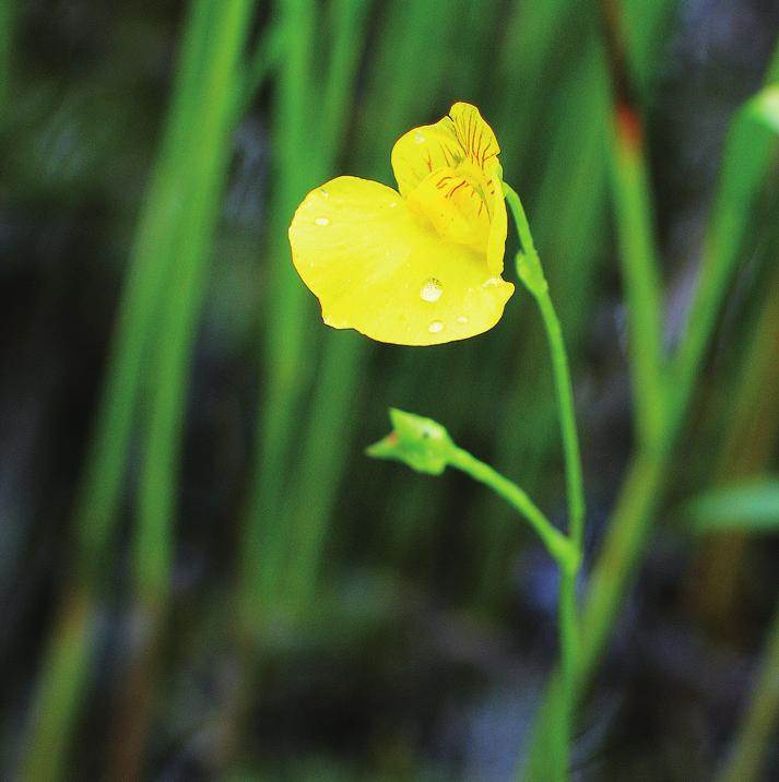 Пузырчатка средняя