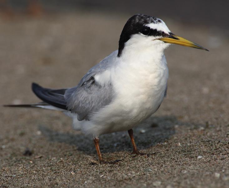 Малая крачка