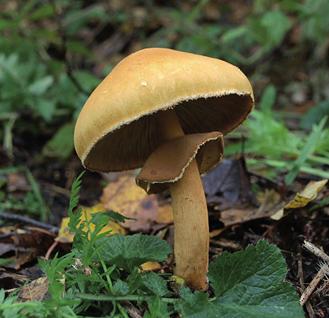 Феолепиота золотистая