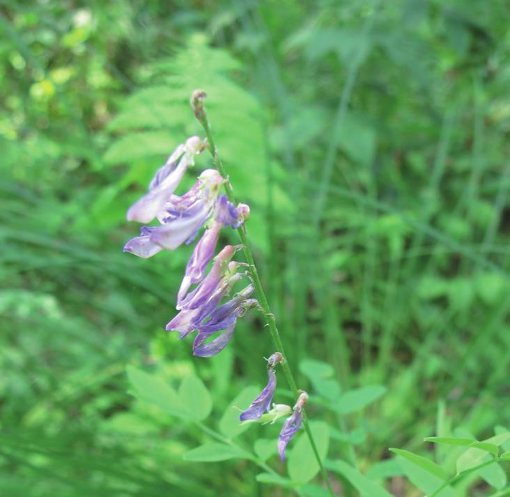Копеечник альпийский