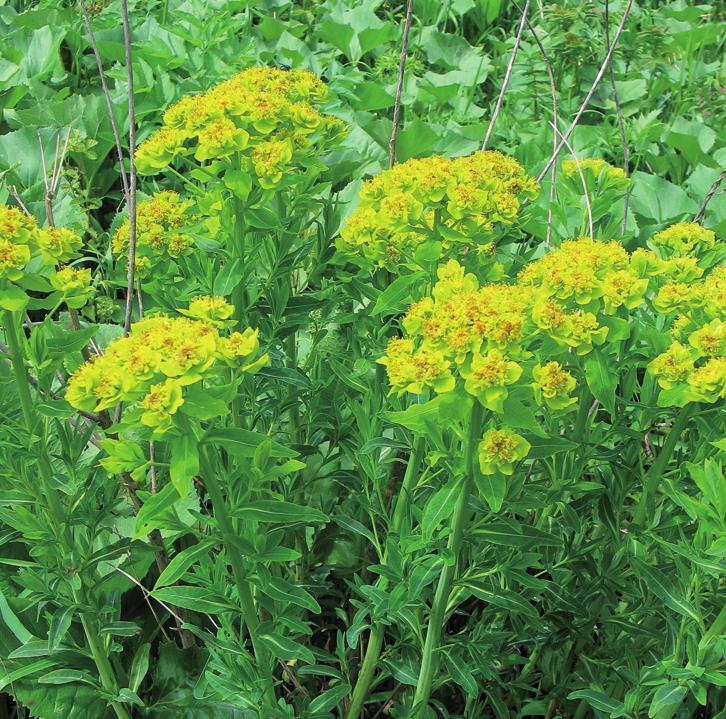 Молочай болотный