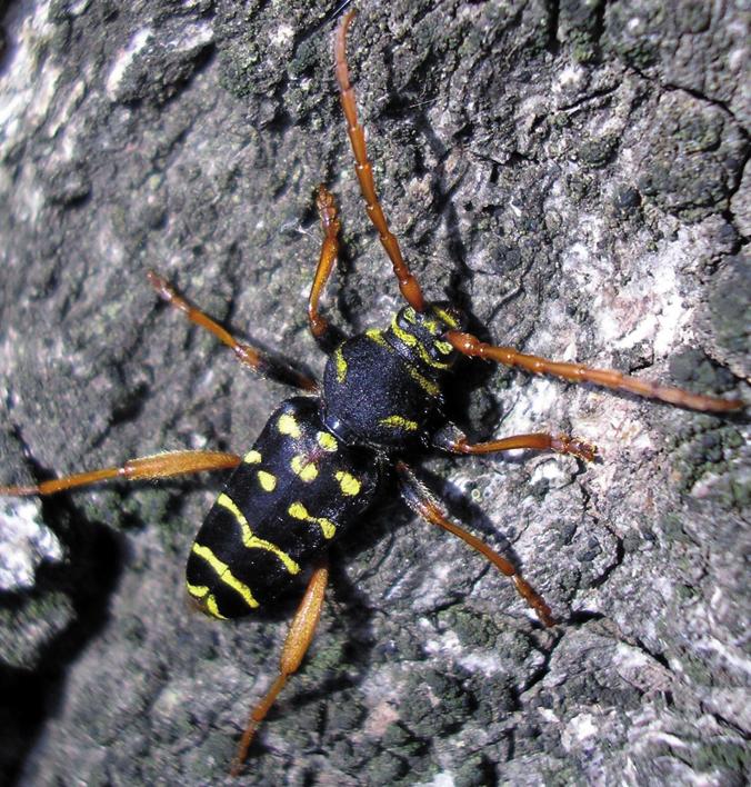 Поперечнополосый дубовый усач