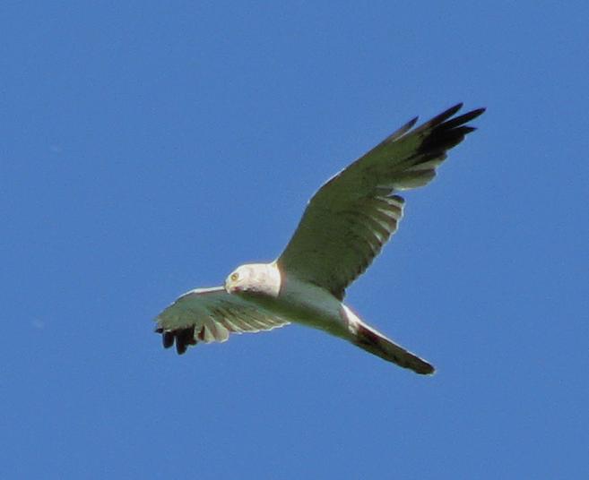 Степной лунь