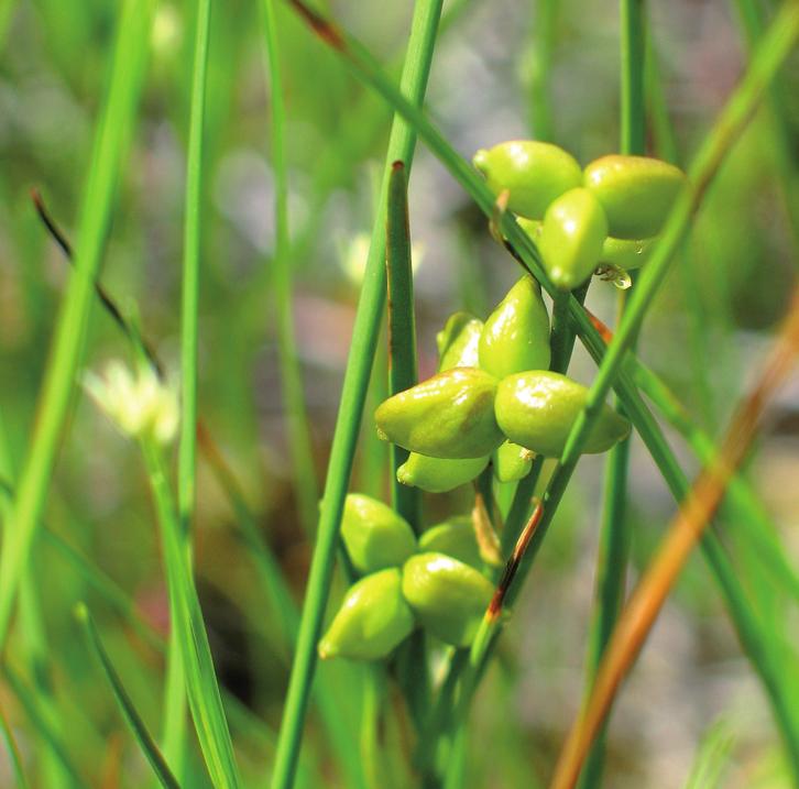 Шейхцерия болотная