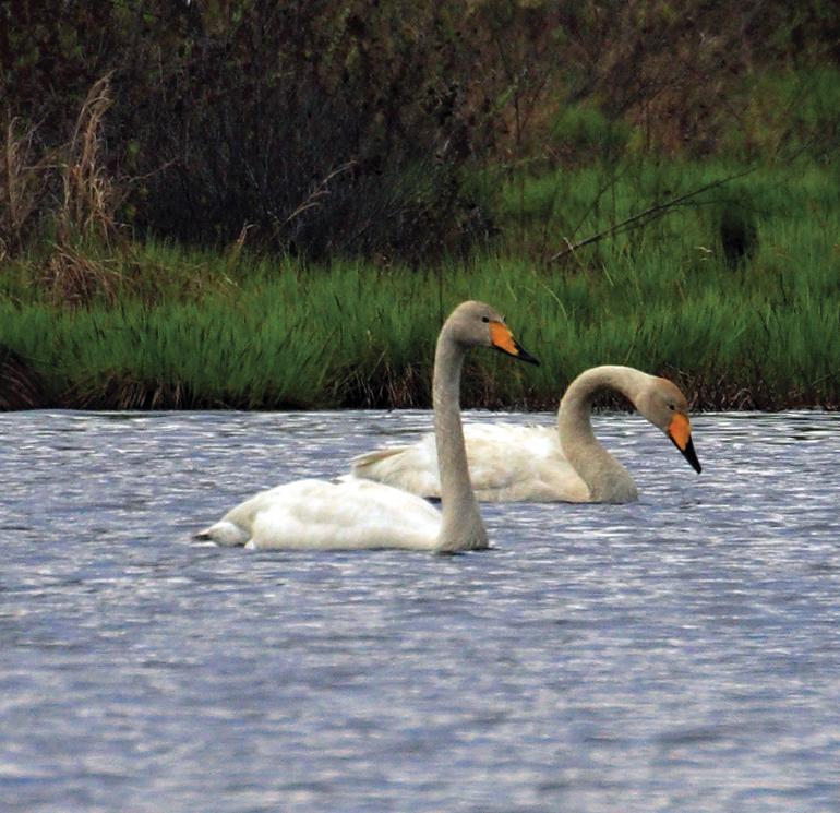 Лебедь-кликун