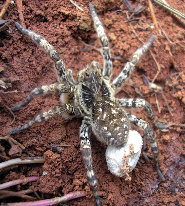 Русский тарантул