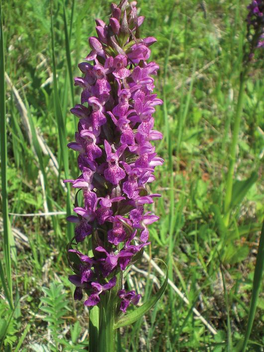 Пальчатокоренник длиннолистный