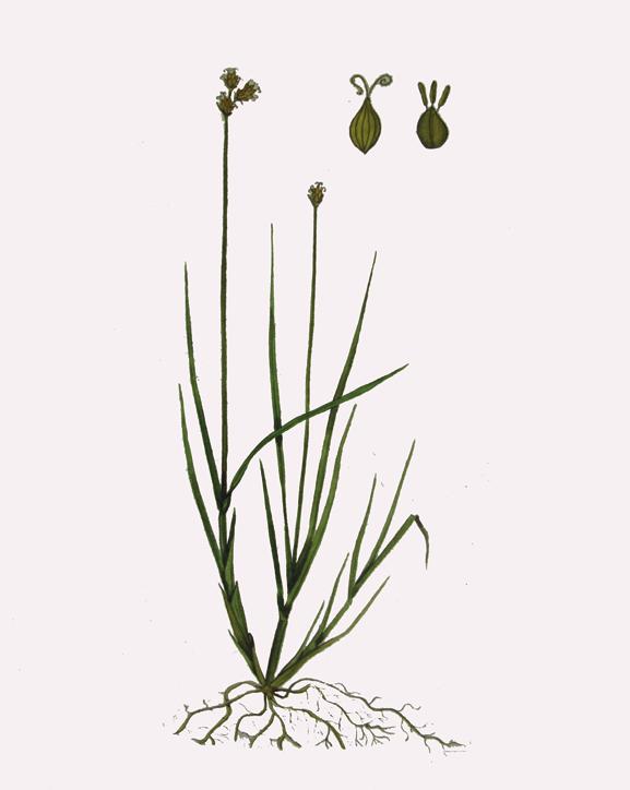 Осока болотолюбивая