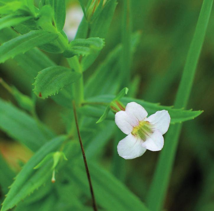 Авран лекарственный