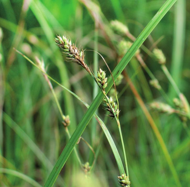 Осока Буксбаума