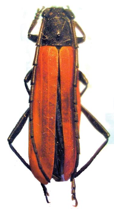 Краснокрылый усач-амаризиус