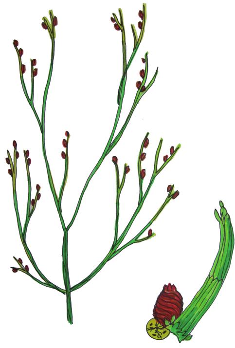 Хара нитевидная