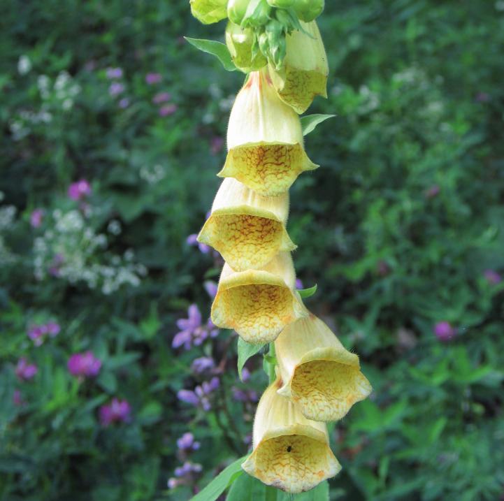 Наперстянка крупноцветковая