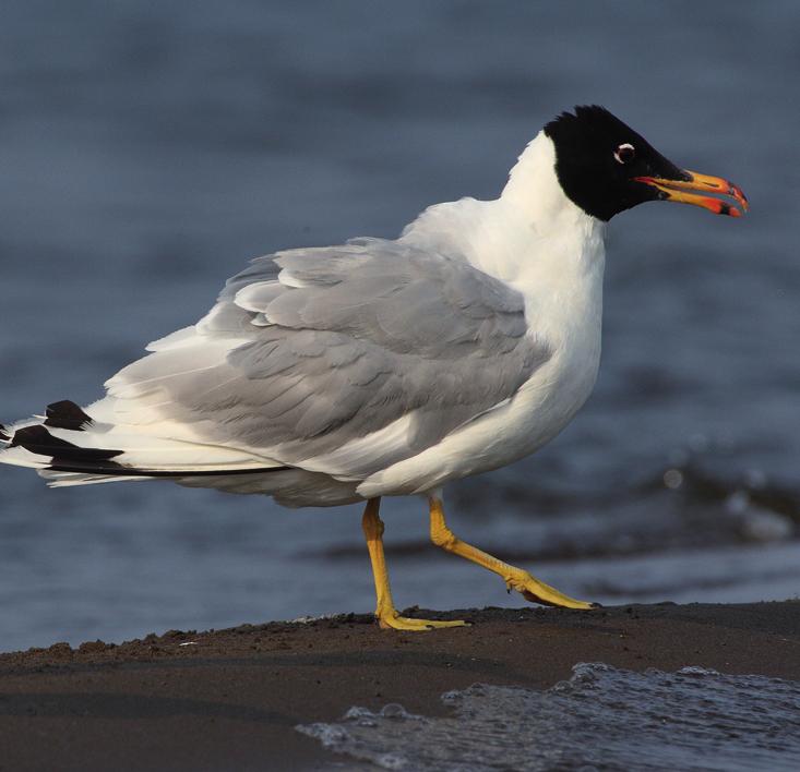 Черноголовый хохотун