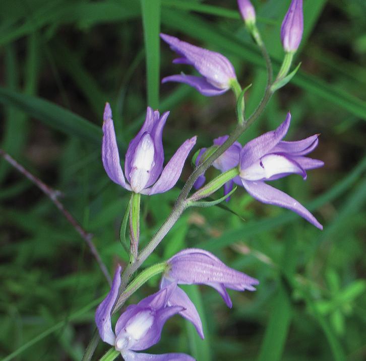 Пыльцеголовник красный