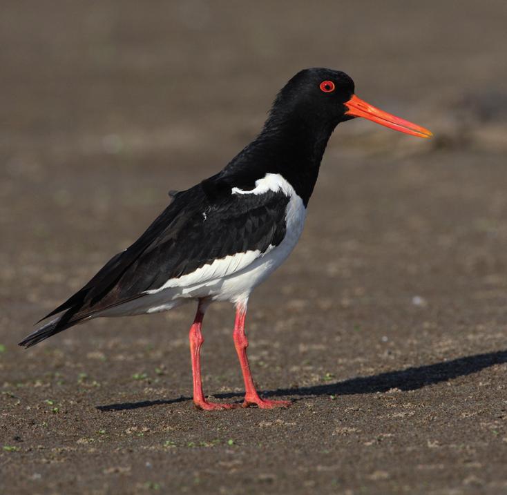 Кулик-сорока