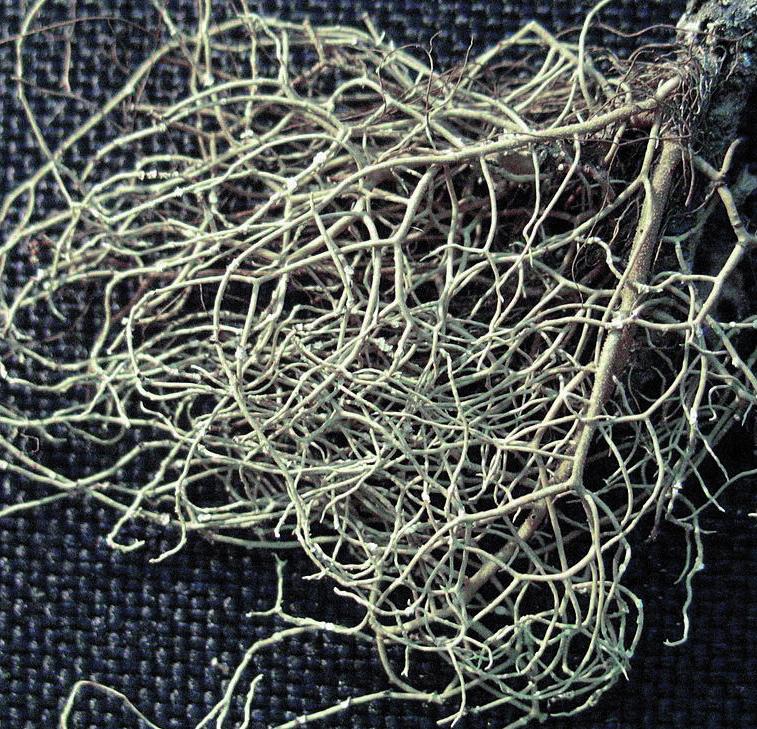 Уснея лапландская