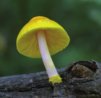 Плютей Фенцля