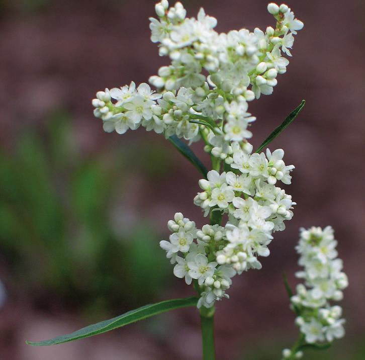 Горец альпийский