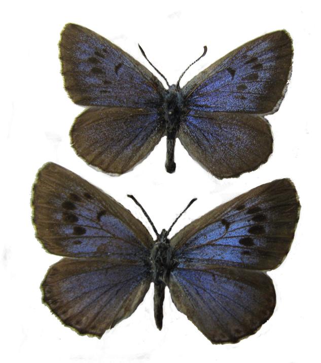 Голубянка арион