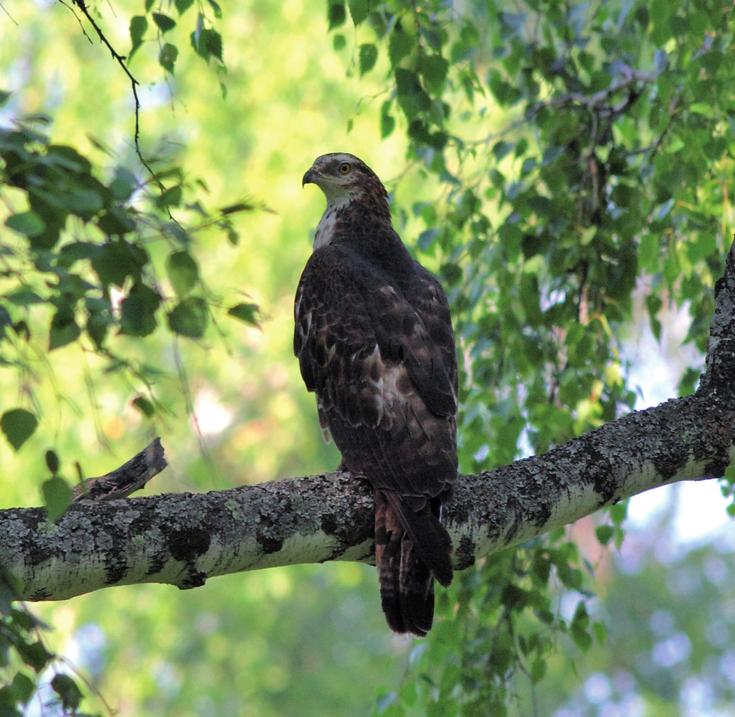 Обыкновенный осоед