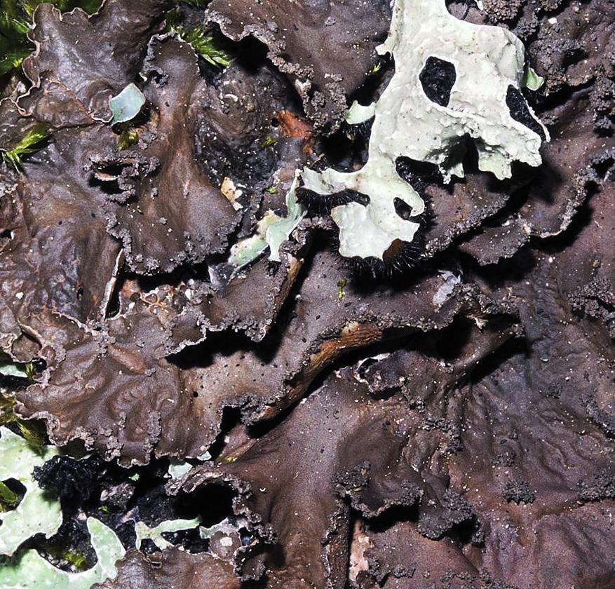 Нефрома одинаковая