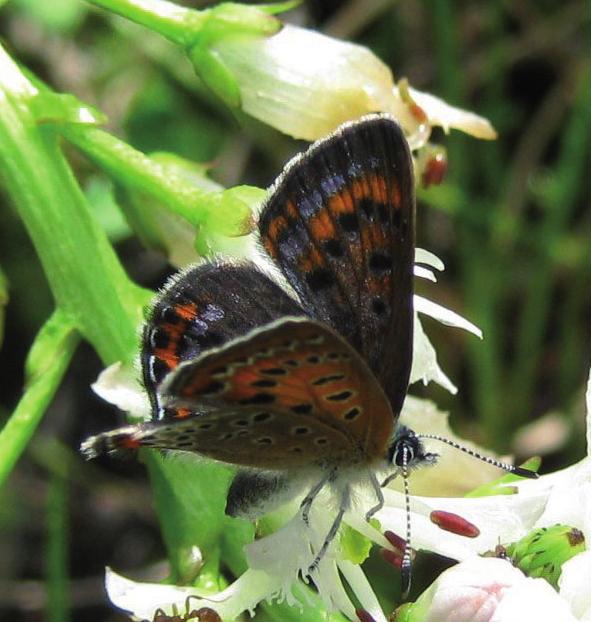 Голубоватый червонец