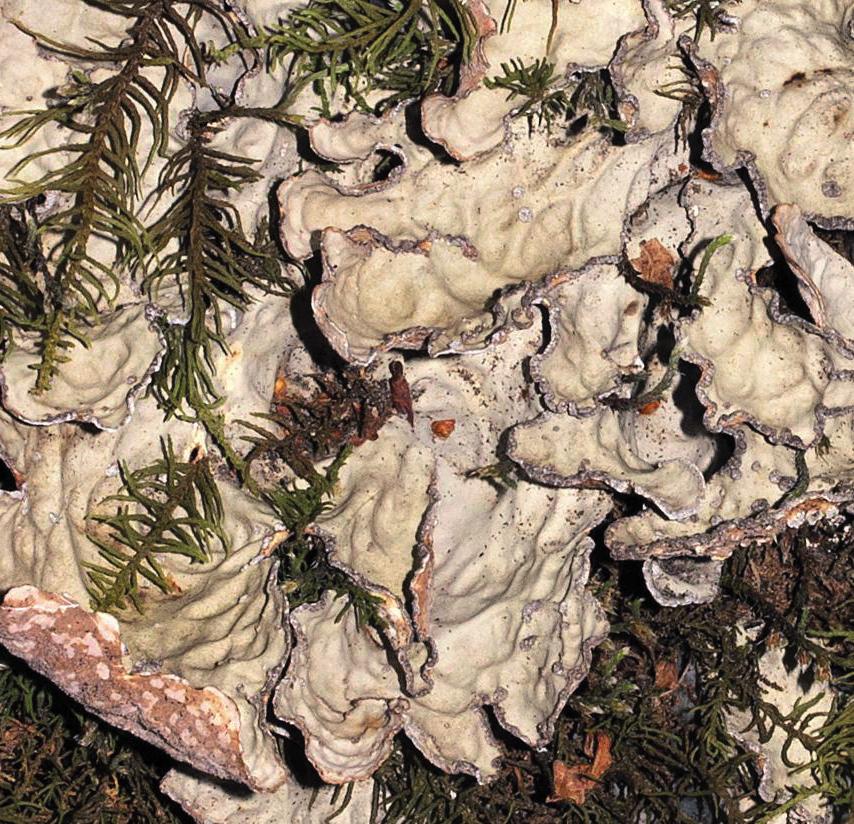 Лобария ямчатая