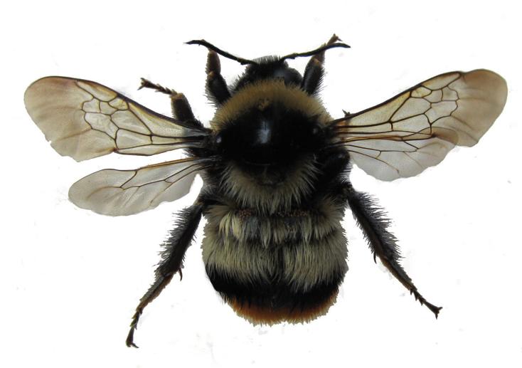 Пластинчатозубый шмель