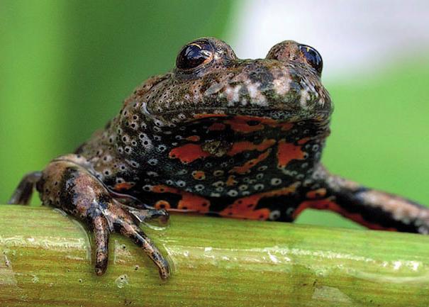 Краснобрюхая жерлянка