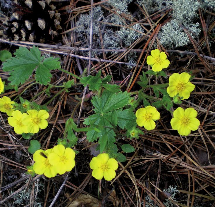 Лапчатка распростертая