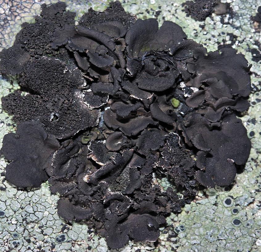 Умбиликария обожженная