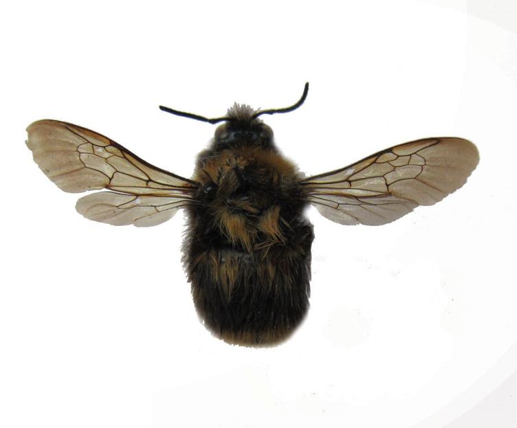 Скромный шмель