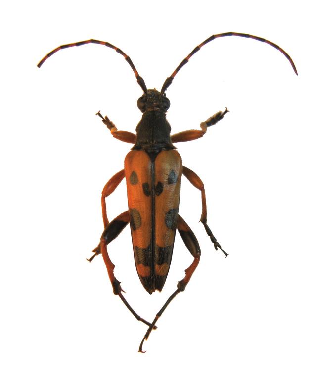 Пятнистая рутпела