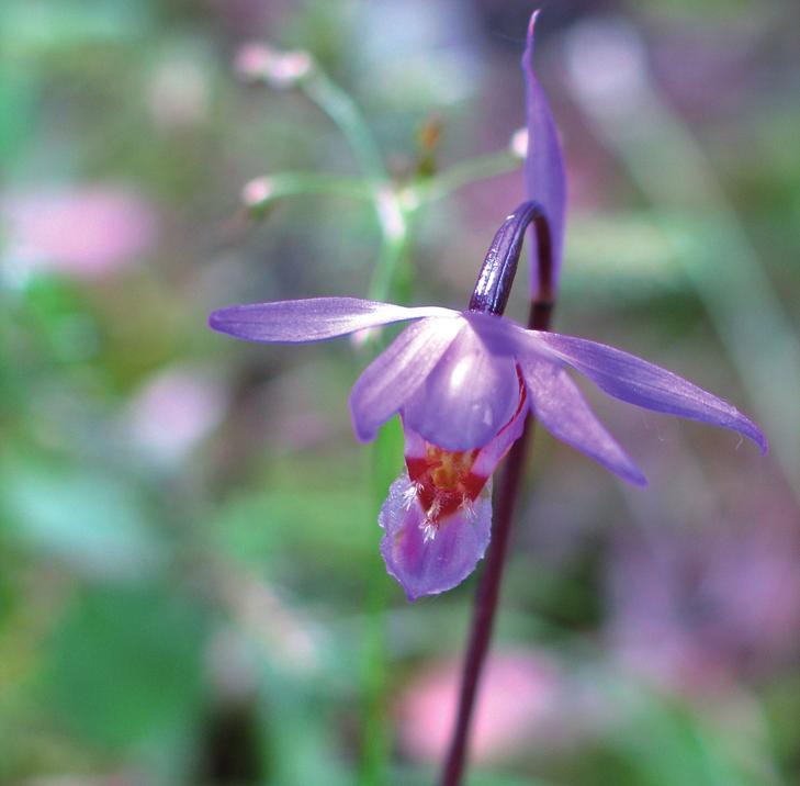Калипсо луковичная