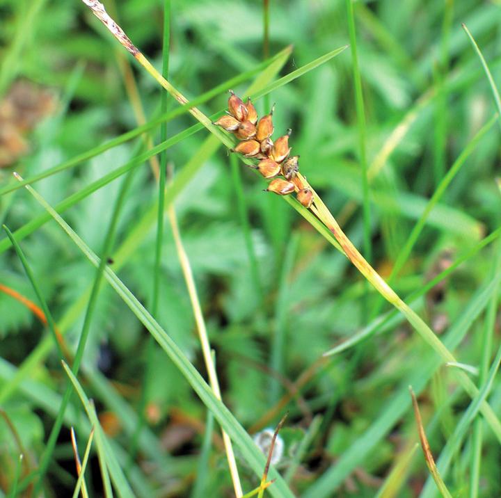 Осока просяная