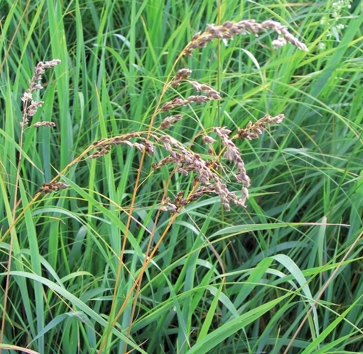 Зубровка ползучая