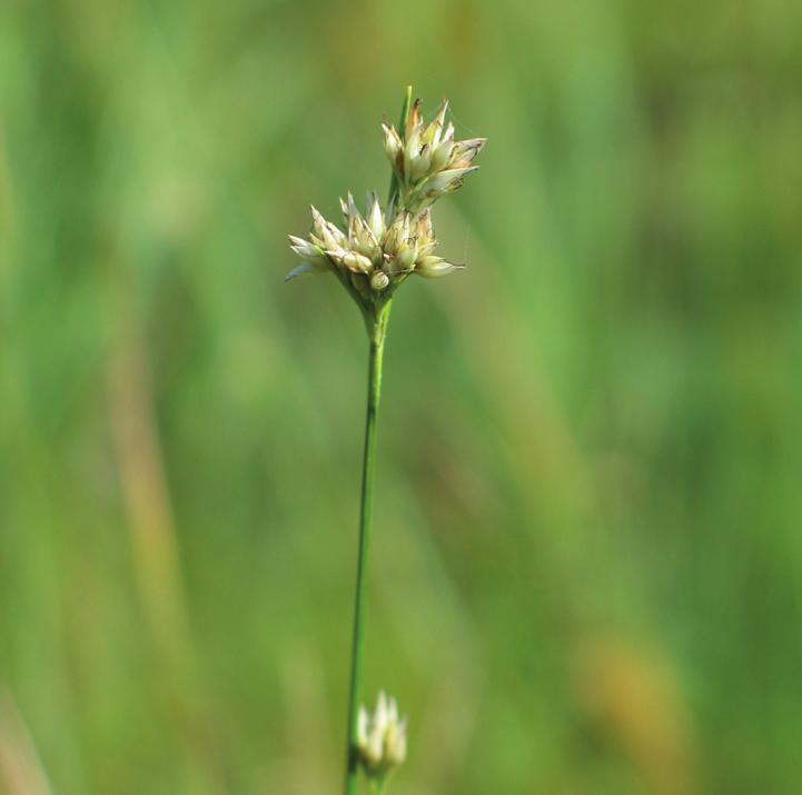Очеретник белый