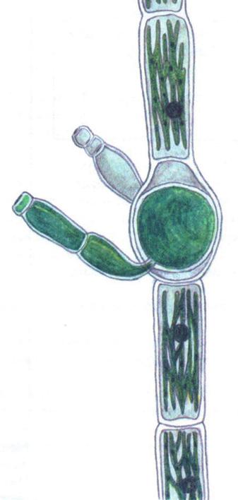 Эдогониум узкий