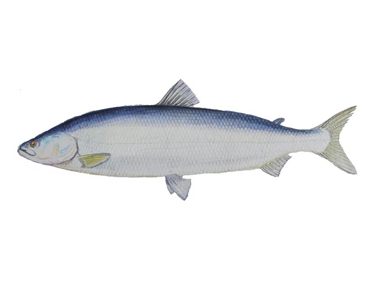 Белорыбица