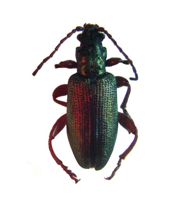 Лжерадужница Вейзе