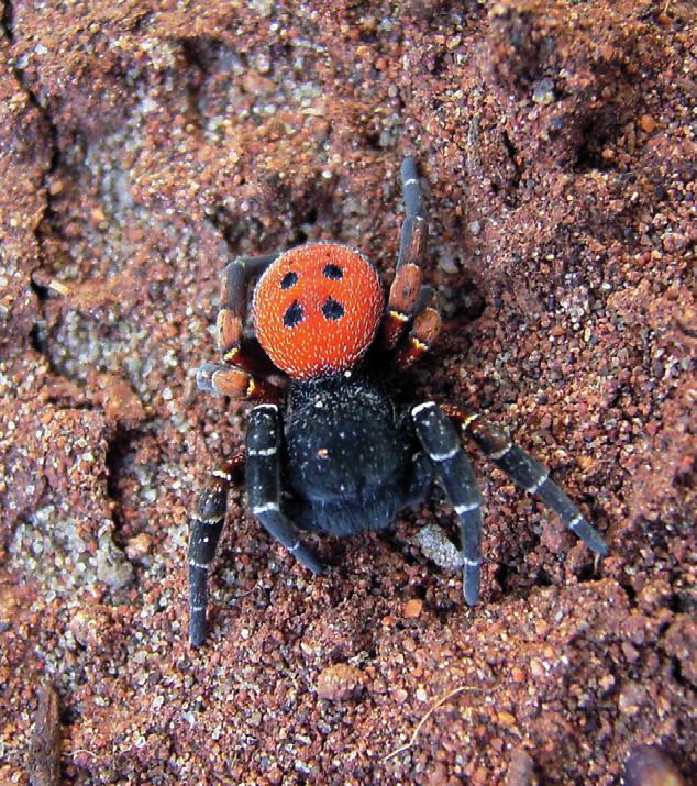 Черный эрезус