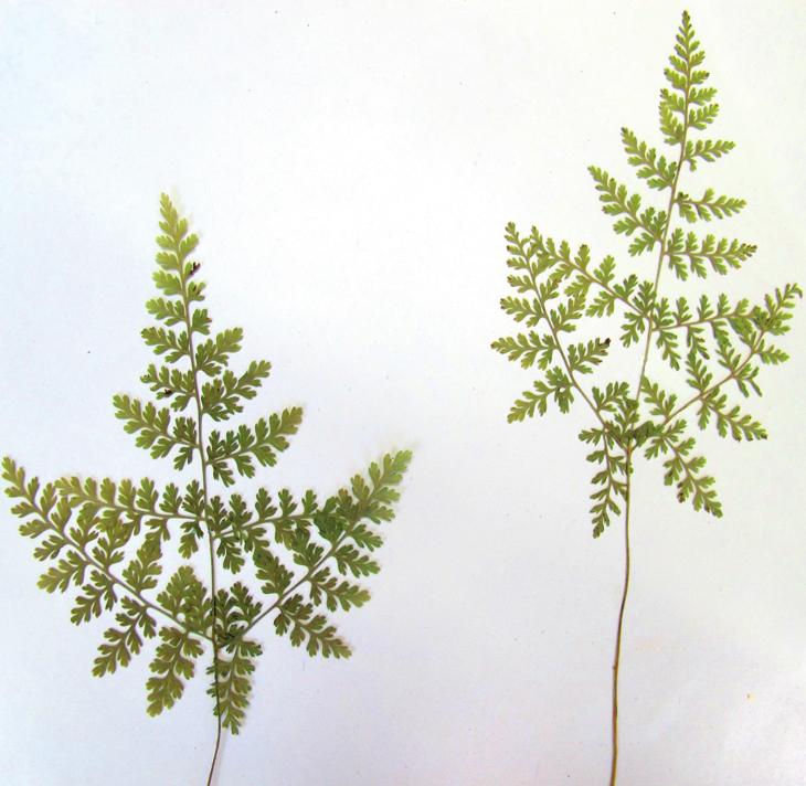 Пузырник горный