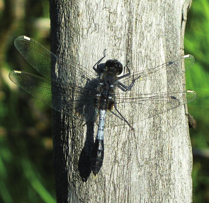 Хвостатая леукориния