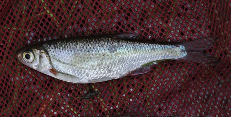 Русская быстрянка