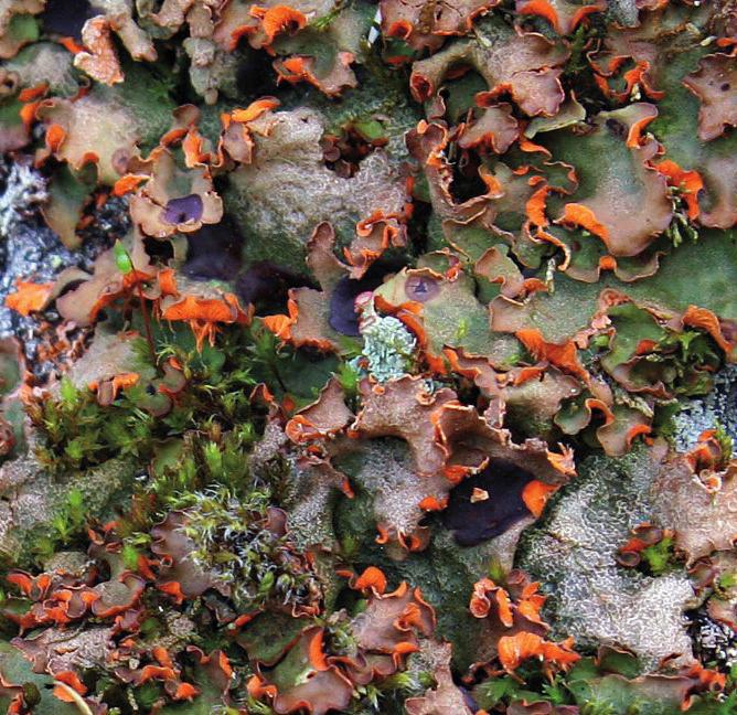 Солорина шафранная