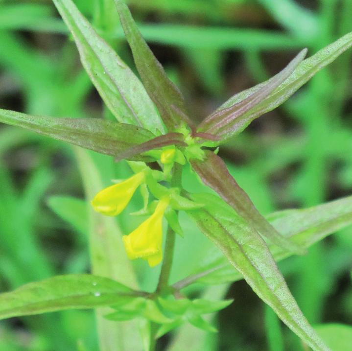 Марьянник лесной