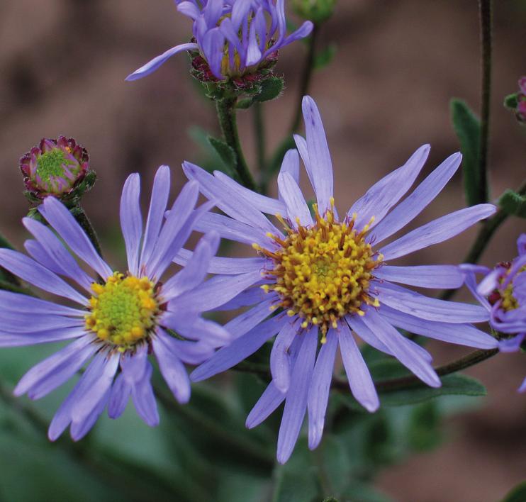 Астра ромашковая